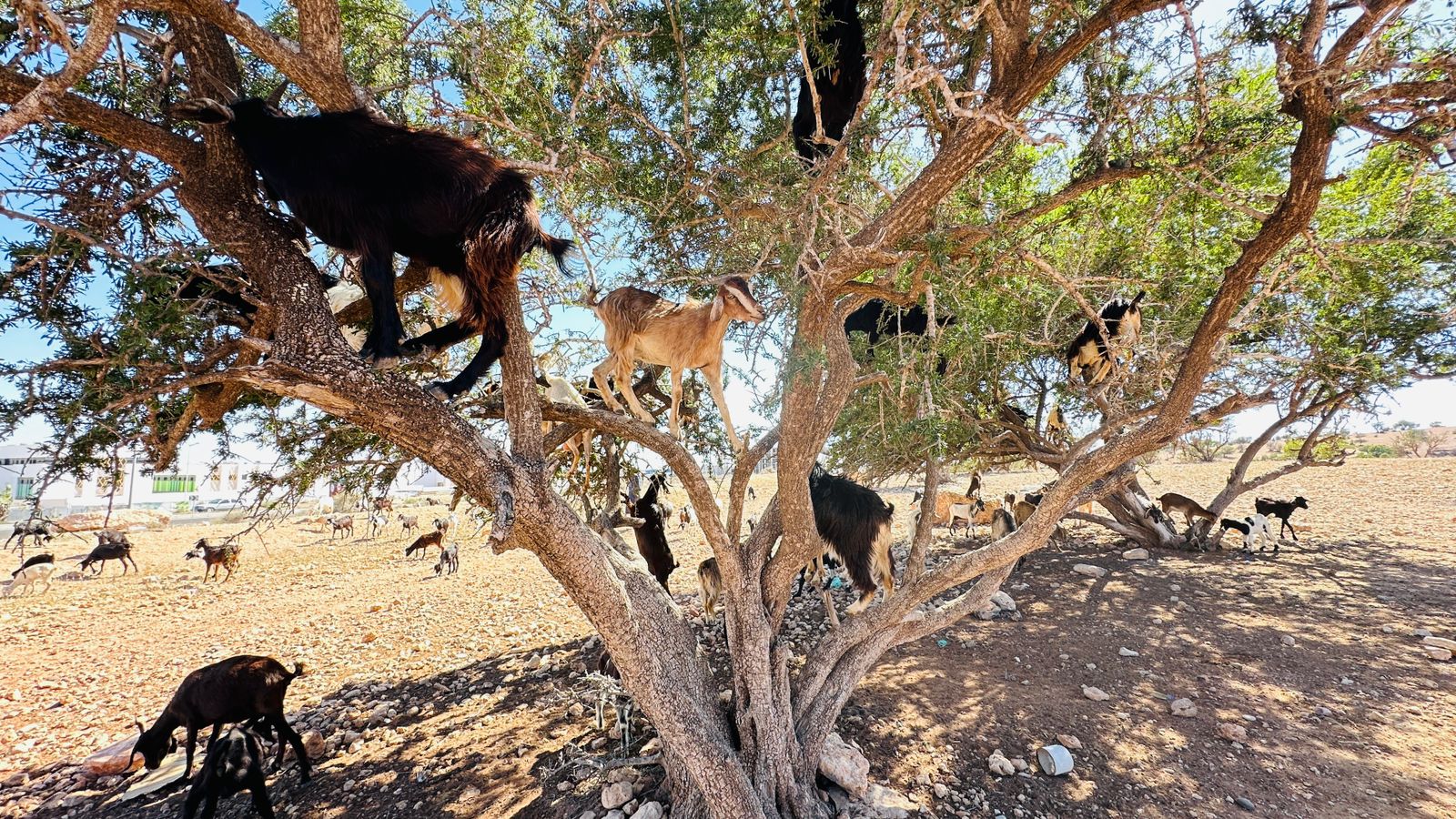Essaouira coastal views and fortifications